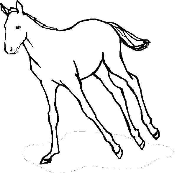 Horse galloping in the fields