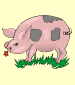 cerdo (pig)
