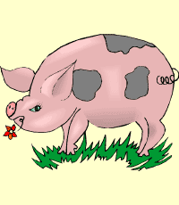 pig (cerdo)