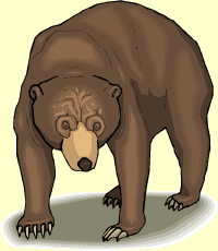 bear (oso)