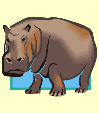 hippopotamus (hipopótamo)