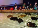 The stingray petting pool at Ripley's Aquarium in Gatlinburg Tennessee [Click to enlarge]