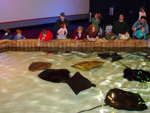 The stingray petting pool at Ripley's Aquarium in Gatlinburg Tennessee