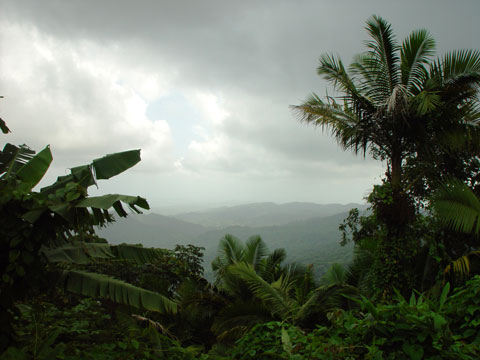 Scenery in the El Yunque Rain Forest, Puerto Rico