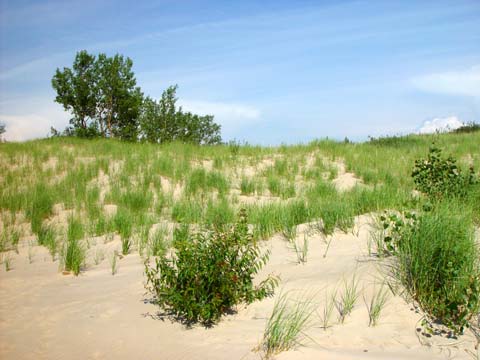 The Silver Lake Sand Dunes along the Lake Michigan shoreline