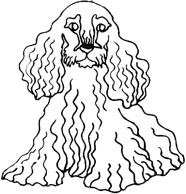 cocker spaniel coloring page, cocker spaniel coloring sheet, color all the dog coloring book pages and other animal coloring pages too!