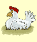 pollo (chicken)
