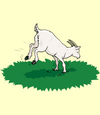 goat (cabra)
