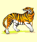 tigre (tiger)
