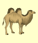 camello (camel)