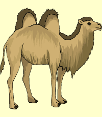 camel (camello)