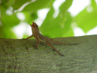 A gecko at the Embassy Suites Dorado, Puerto Rico [Click to enlarge]