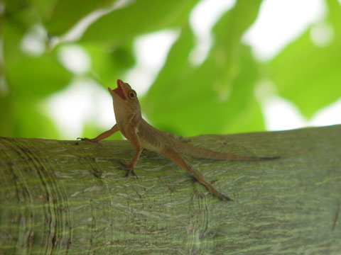 A gecko on the hotel grounds of The Embassy Suites, Dorado Puerto Rico